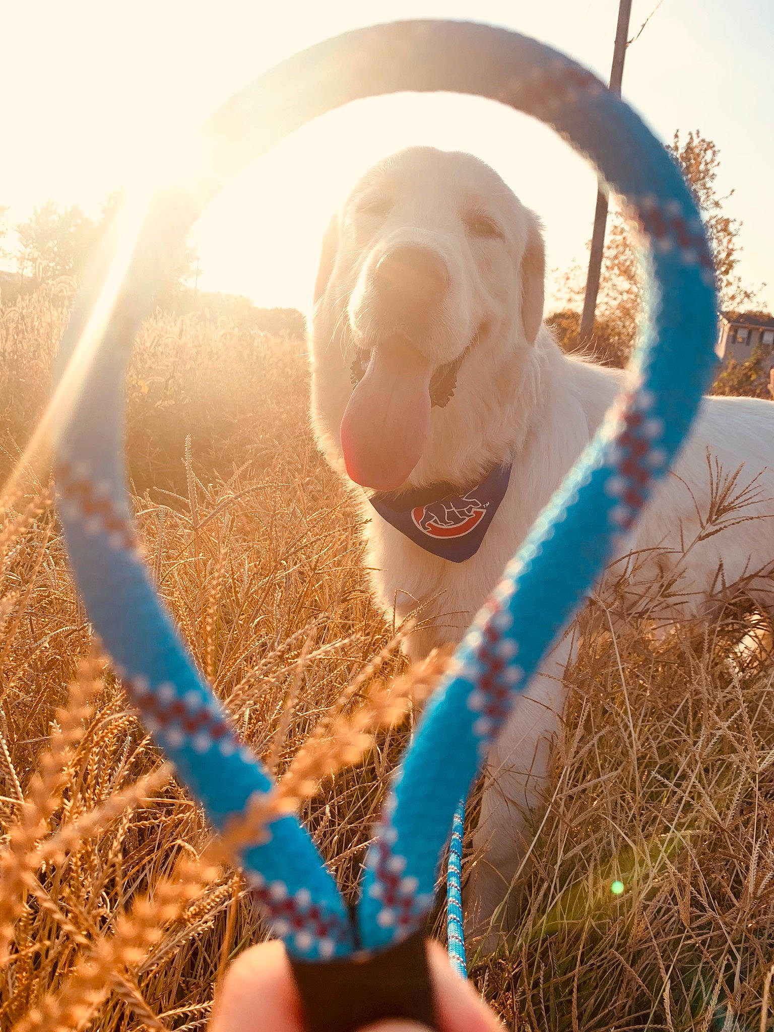 Wrigley is registered to the contest to win money with this photo: fawn, grass, grass_family, photography, straw