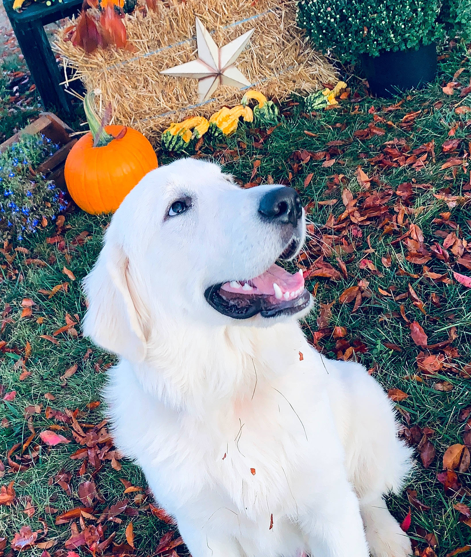 Wrigley joined the competition — help win amazing prizes! akbash_dog, canidae, carnivore, companion_dog, dog, dog_breed, golden_retriever, great_pyrenees, mammal, maremma_sheepdog, retriever, slovak_cuvac, sporting_group, tree, vertebrate