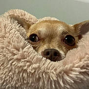 Bindi joined the competition — help win amazing prizes! animal, bedroom, blanket, closeup, comfort, cozy, curious, cute, dog, ears, fluffy, fur, indoor, nose, peeking, pet, resting, small_dog, soft, warm