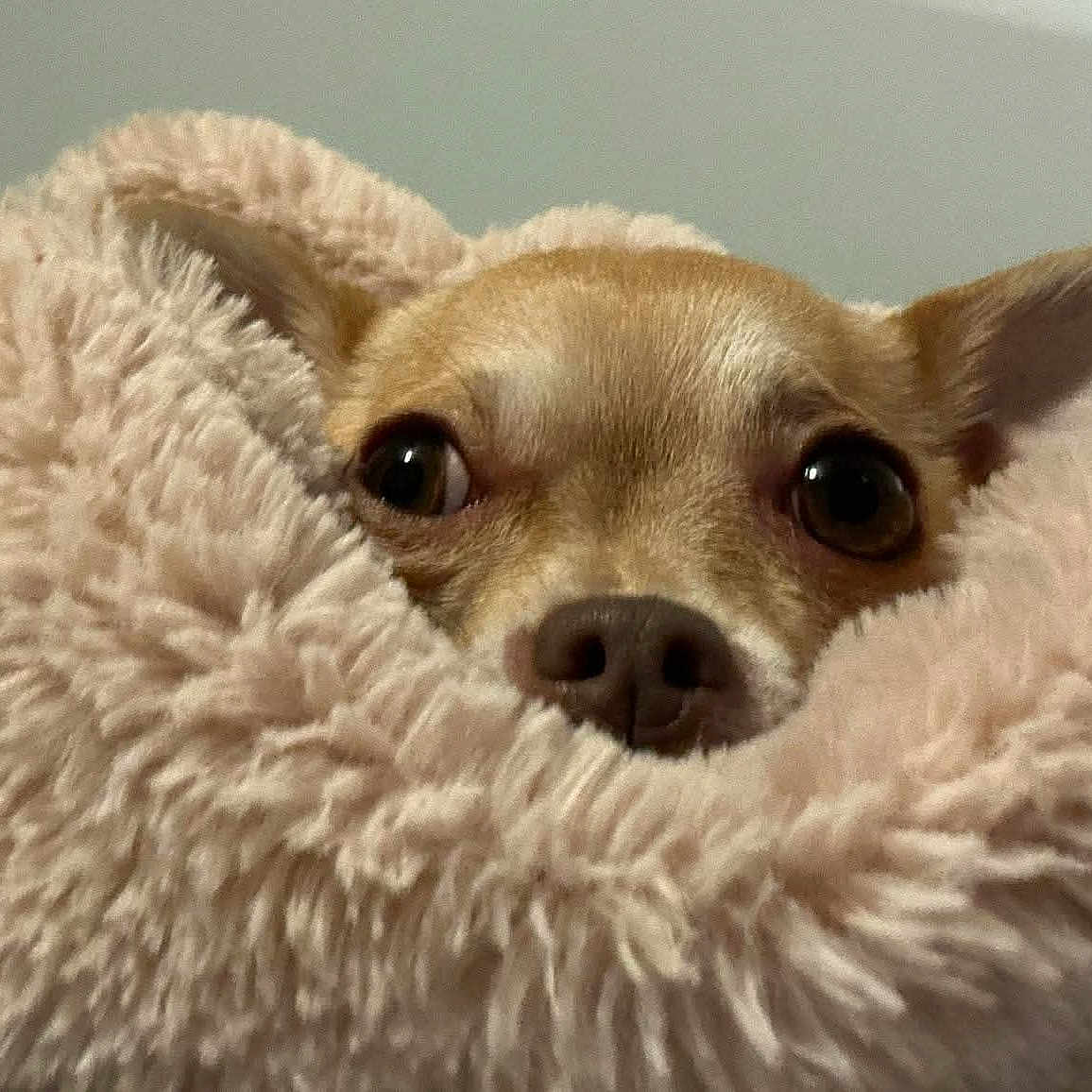 Bindi joined the competition — help win amazing prizes! animal, bedroom, blanket, closeup, comfort, cozy, curious, cute, dog, ears, fluffy, fur, indoor, nose, peeking, pet, resting, small_dog, soft, warm