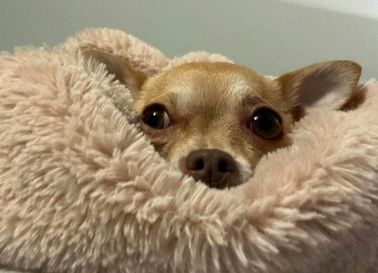 Bindi joined the competition — help win amazing prizes! animal, bedroom, blanket, closeup, comfort, cozy, curious, cute, dog, ears, fluffy, fur, indoor, nose, peeking, pet, resting, small_dog, soft, warm