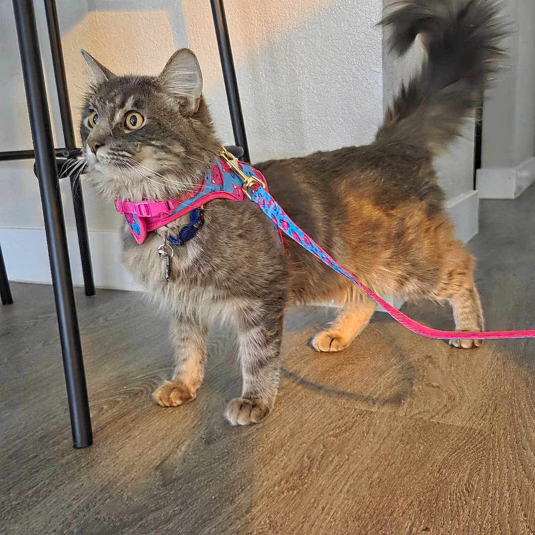 Astarion is registered to the contest to win money with this photo: alert, animal, cat, chair_legs, collar, curious, domestic, door, ears, feline, flooring, harness, house, indoor, leash, pet, tabby, tail, whiskers, wooden_floor