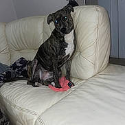 Stella participe au concours pour gagner de l'argent avec cette photo : dog, brindle, white_couch, indoor, pet, animal, leather, curious, seated, paw, pink_cloth, head_tilt, attention, room, domestic, canine, furniture, house, companion, cute