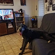 Armanie a rejoint le concours — aidez-le/la à gagner de superbes lots ! dog, living_room, couch, tiled_floor, television, wooden_furniture, panting, pet, indoor, wall_art, shelf, decor, happy_dog, canine, home, flooring, furniture, resting, tongue_out, domestic