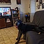 dog, living_room, couch, tiled_floor, television, wooden_furniture, panting, pet, indoor, wall_art, shelf, decor, happy_dog, canine, home, flooring, furniture, resting, tongue_out, domestic