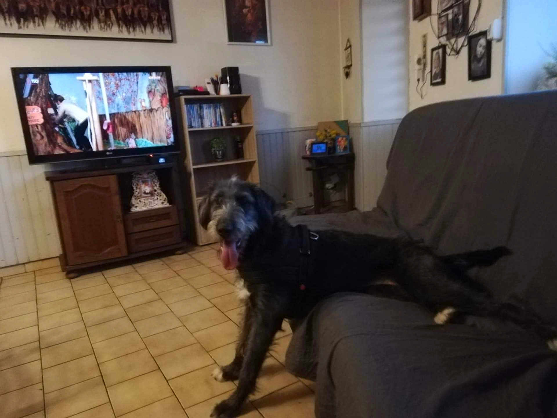 Armanie a rejoint le concours — aidez-le/la à gagner de superbes lots ! dog, living_room, couch, tiled_floor, television, wooden_furniture, panting, pet, indoor, wall_art, shelf, decor, happy_dog, canine, home, flooring, furniture, resting, tongue_out, domestic