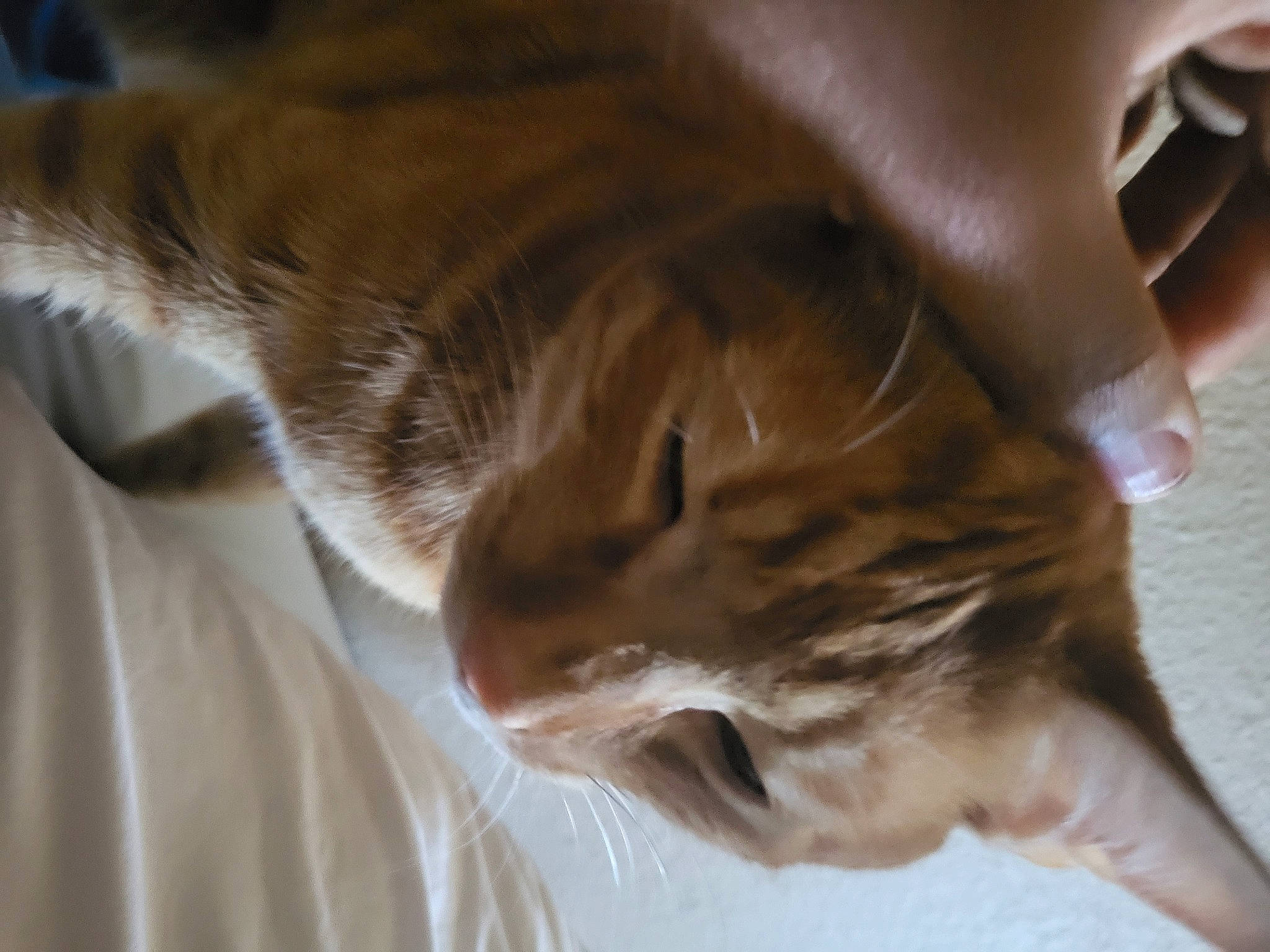 Chester is registered to the contest to win money with this photo: bed, carnivore, cat, claw, close_up, comfort, domestic_short_haired_cat, fawn, felidae, fur, gesture, human_leg, nail, nap, paw, small_to_medium_sized_cats, snout, tail, whiskers, wood