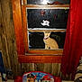 animal, cat, children_furniture, decorations, flash_reflection, ghost_sticker, halloween_stickers, home, indoor, night, orange_tabby, paw_patrol_chair, pets, pumpkin_sticker, purple_collar, red_curtain, reflection, sitting, window, wooden_wall
