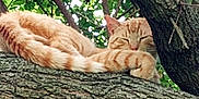 Jacob is registered to the contest to win money with this photo: animal, bark, branch, calm, cat, closeup, daylight, feline, fur, green_leaves, nature, orange_tabby, outdoor, peaceful, relaxing, resting, sleeping, tree, trunk, wildlife