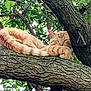 animal, bark, branch, calm, cat, closeup, daylight, feline, fur, green_leaves, nature, orange_tabby, outdoor, peaceful, relaxing, resting, sleeping, tree, trunk, wildlife