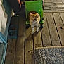 animal, calm, cat, chair, couch, cozy, domestic_cat, furniture, green_chair, home, indoor, looking_up, orange_tabby, pet, pet_dish, porch, rug, small_chair, wood_planks, wooden_floor