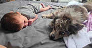 Lorelei is registered to the contest to win money with this photo: baby, dog, bed, gray_bedspread, lying_down, cozy, indoor, pet, infant, animal, resting, fur, cute, companion, relaxing, soft_light, blanket, sleepwear, curious, together