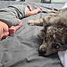 baby, dog, bed, gray_bedspread, lying_down, cozy, indoor, pet, infant, animal, resting, fur, cute, companion, relaxing, soft_light, blanket, sleepwear, curious, together