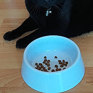 Caramelle a rejoint le concours — aidez-le/la à gagner de superbes lots ! black_cat, cat, blue_eyes, food_bowl, kibble, wooden_floor, pet, indoor, feline, collar, animal, whiskers, domestic_cat, curious, resting, close_up, floor, household, cute, companion