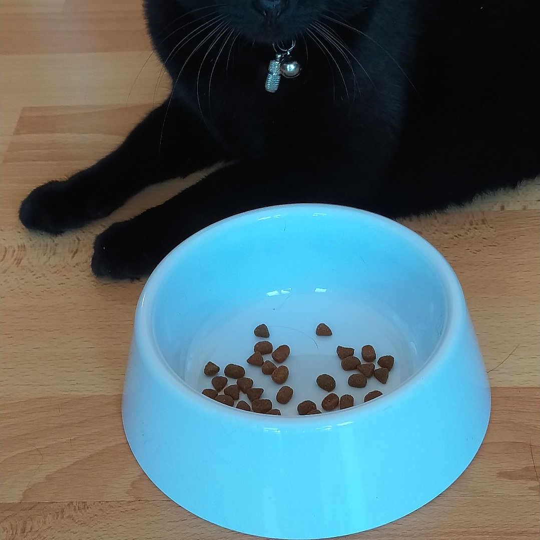 Caramelle a rejoint le concours — aidez-le/la à gagner de superbes lots ! animal, black_cat, blue_eyes, cat, close_up, collar, companion, curious, cute, domestic_cat, feline, floor, food_bowl, household, indoor, kibble, pet, resting, whiskers, wooden_floor