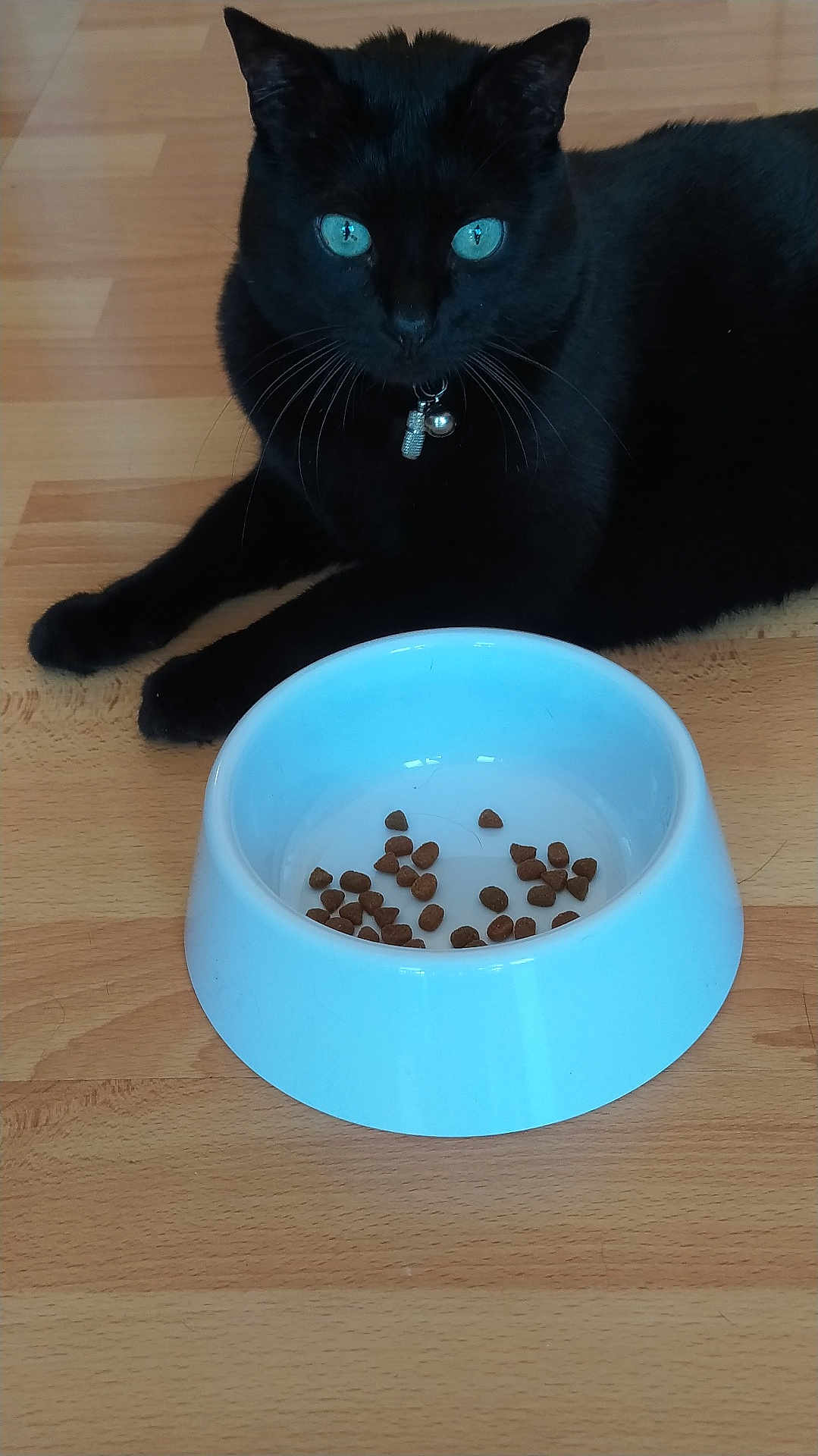 Caramelle a rejoint le concours — aidez-le/la à gagner de superbes lots ! black_cat, cat, blue_eyes, food_bowl, kibble, wooden_floor, pet, indoor, feline, collar, animal, whiskers, domestic_cat, curious, resting, close_up, floor, household, cute, companion