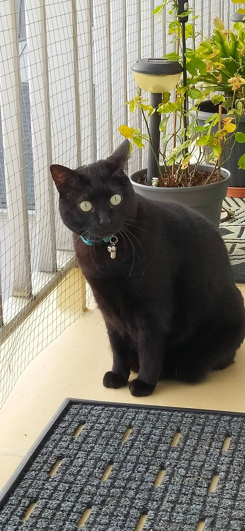 Caramelle participe au concours pour gagner de l'argent avec cette photo : black_cat, bombay, carnivore, cat, claw, domestic_short_haired_cat, felidae, flooring, flowerpot, fur, grey, houseplant, plant, small_to_medium_sized_cats, snout, tail, terrestrial_animal, whiskers, yellow