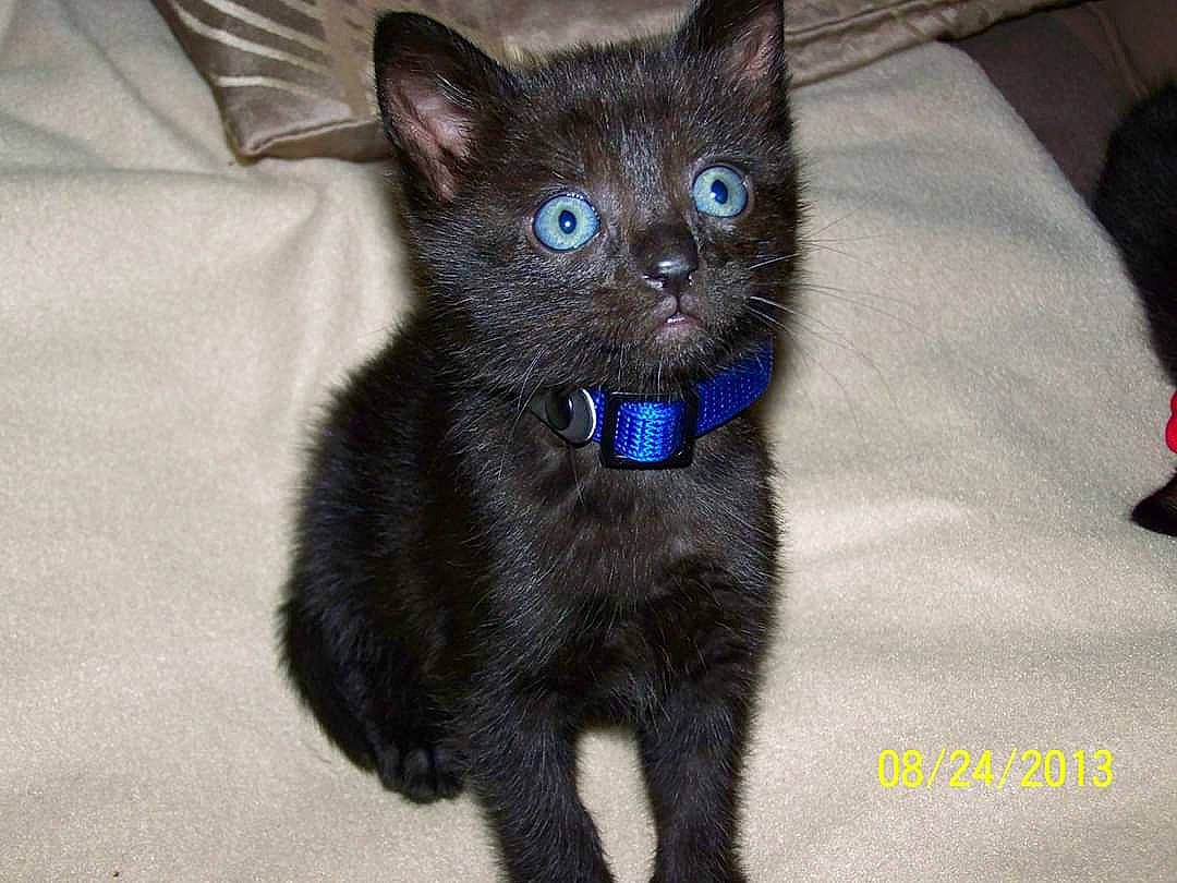 Caramelle participe au concours pour gagner de l'argent avec cette photo : black_cat, bombay, carnivore, cat, cat_supply, claw, collar, comfort, domestic_short_haired_cat, electric_blue, felidae, fur, paw, small_to_medium_sized_cats, snout, tail, terrestrial_animal, whiskers