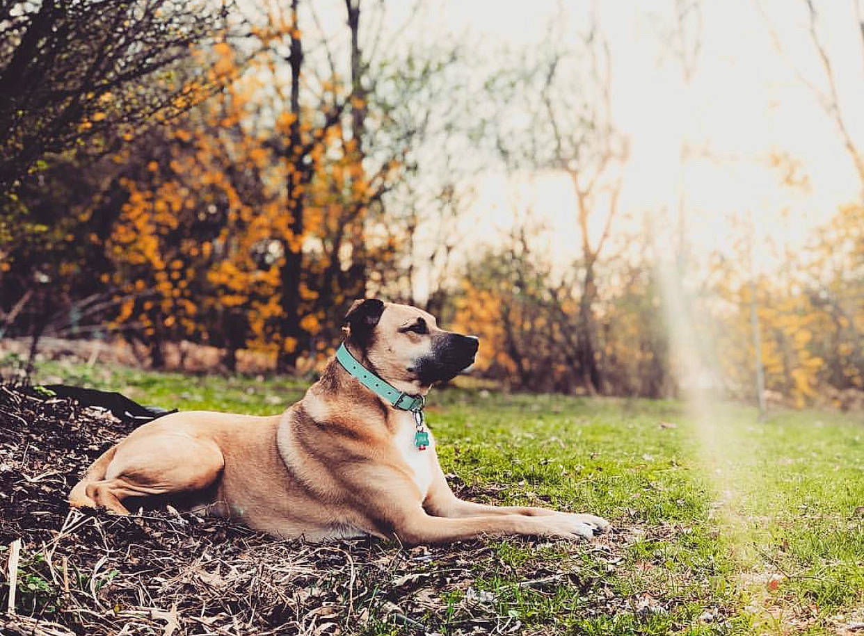 Java is registered to the contest to win money with this photo: autumn, black_mouth_cur, boerboel, canidae, carnivore, dog, dog_breed, fawn, grass, guard_dog, leaf, mammal, morning, sitting, sky, sporting_group, sunlight, tree, woodland, yellow