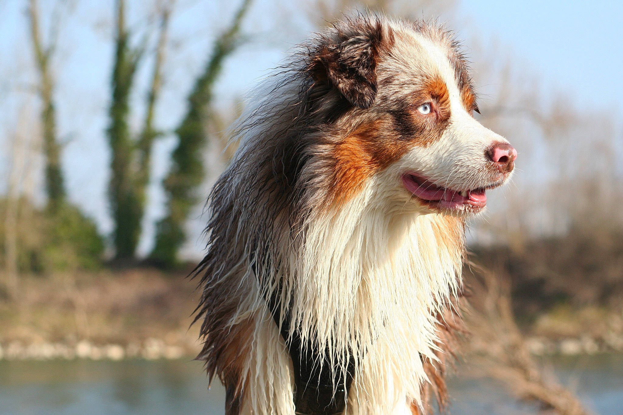 Naoki participe au concours pour gagner de l'argent avec cette photo : australian_collie, australian_shepherd, border_collie, canidae, carnivore, collie, companion_dog, dog, dog_breed, english_shepherd, herding_dog, mammal, miniature_australian_shepherd, scotch_collie, snout, sporting_group, vertebrate, working_dog