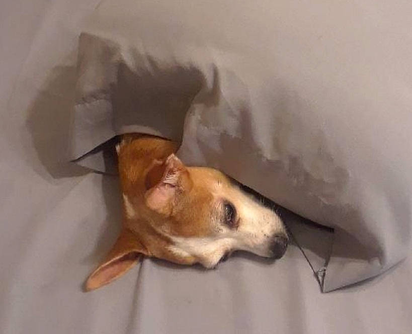 Chestnut joined the competition — help win amazing prizes! aspin, canidae, carnivore, companion_dog, dog, dog_breed, fawn, fox_terrier, italian_greyhound, lurcher, snout, whippet