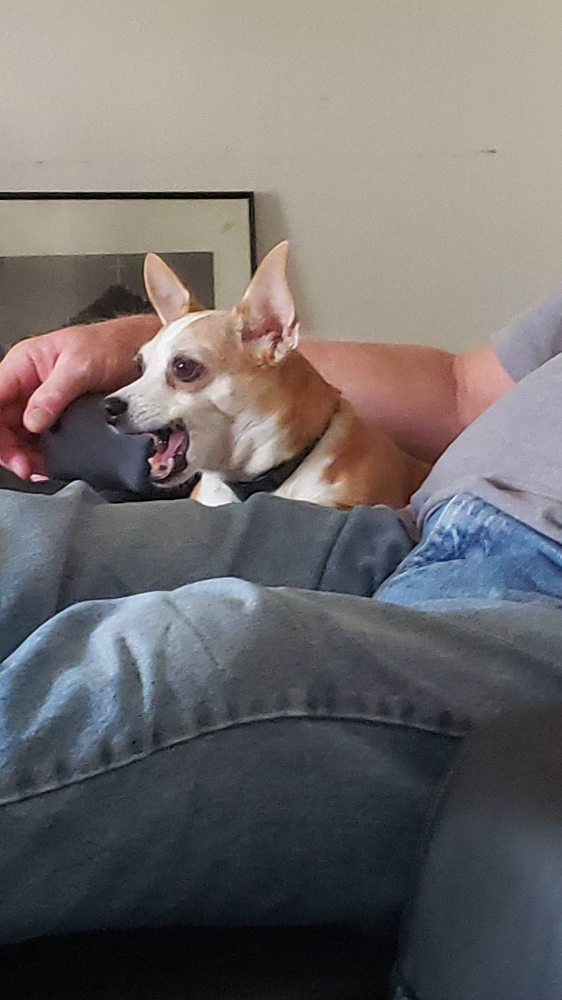 Chestnut joined the competition — help win amazing prizes! canidae, carnivore, comfort, companion_dog, couch, dog, dog_breed, dog_supply, ear, fawn, foot, human_leg, linens, paw, sitting, snout, sporting_group, tail, whiskers, working_animal