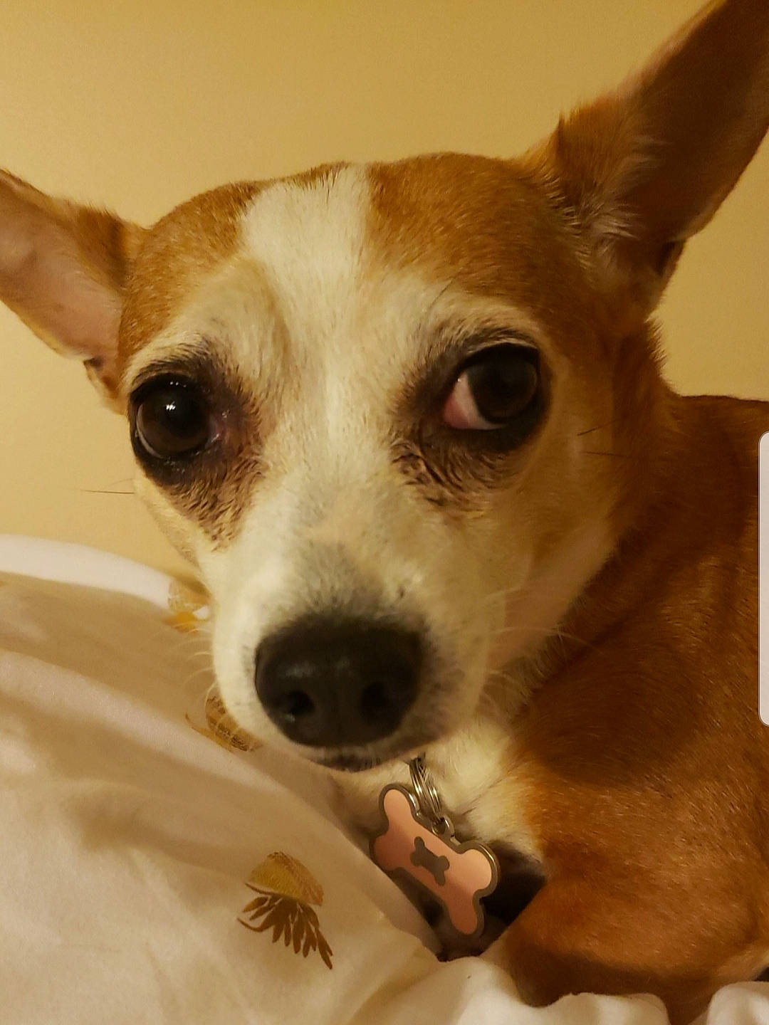 Chestnut is registered to the contest to win money with this photo: ancient_dog_breeds, canidae, carnivore, chihuahua, companion_dog, corgi_chihuahua, dog, dog_breed, ear, fawn, feist, mammal, miniature_fox_terrier, nose, rare_breed_dog, russell_terrier, snout, toy_fox_terrier, vertebrate, whiskers