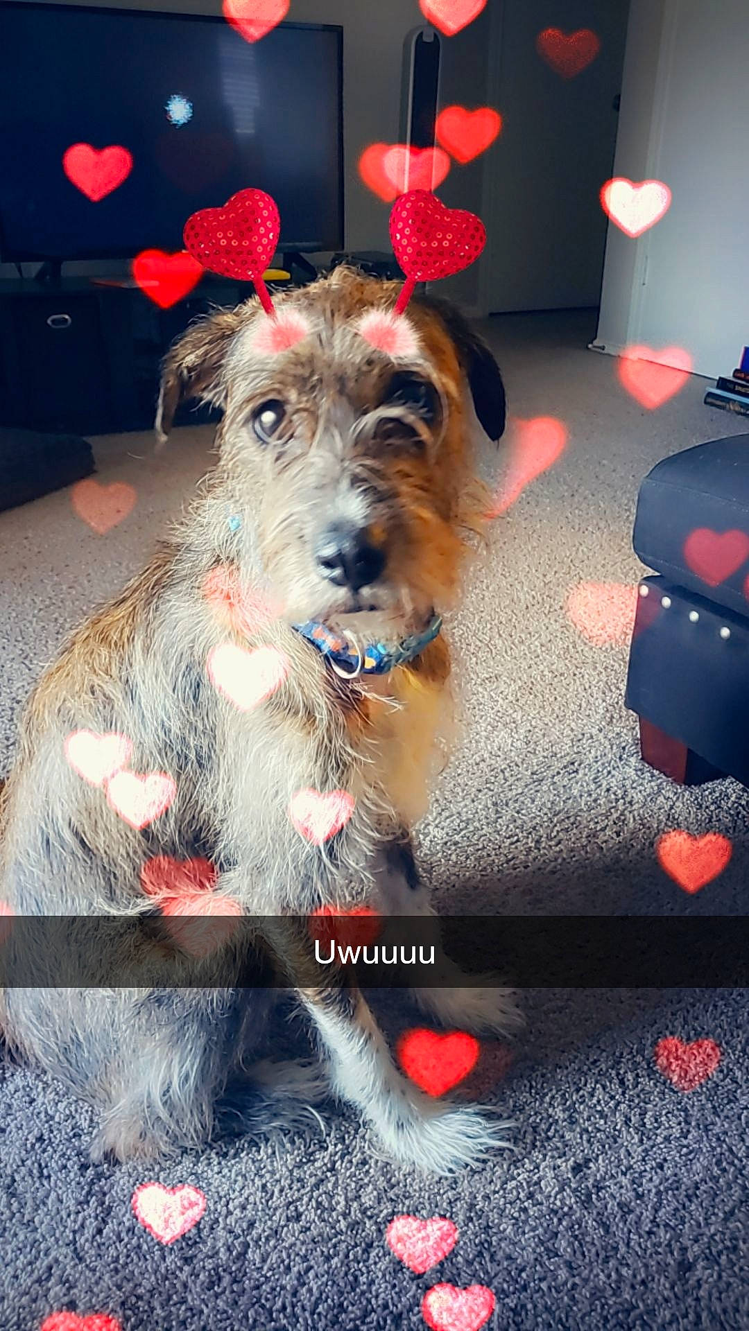 Copper joined the competition — help win amazing prizes! canidae, carnivore, collar, companion_dog, dog, dog_breed, dog_supply, event, fur, interior_design, lakeland_terrier, lighting, schnauzer, small_terrier, snout, sporting_group, standard_schnauzer, terrier, working_animal, working_dog