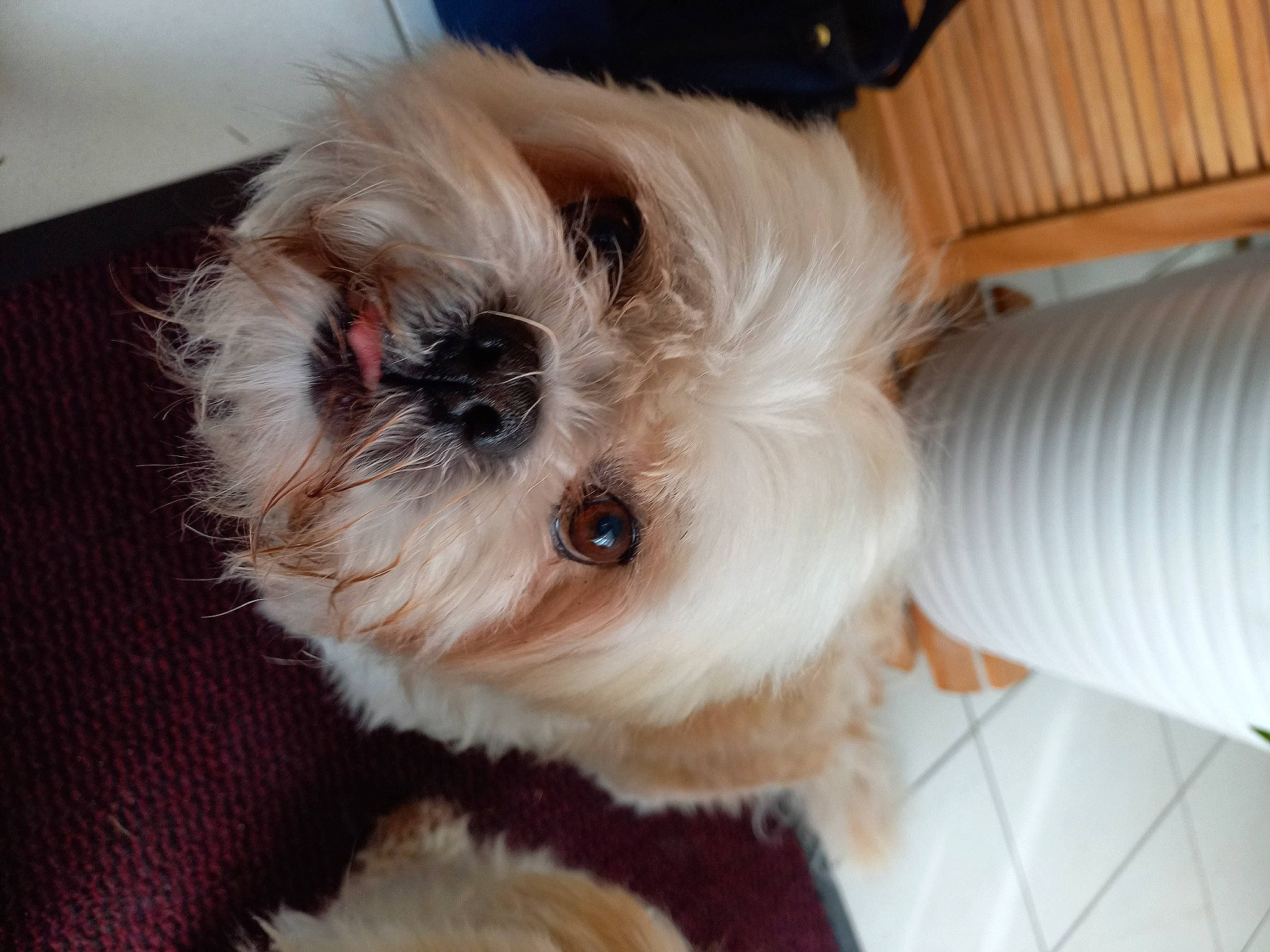 Daika a rejoint le concours — aidez-le/la à gagner de superbes lots ! canidae, carnivore, companion_dog, dog, dog_breed, fawn, firefighter, fur, maltepoo, non_sporting_group, plant, shih_poo, small_terrier, snout, sporting_group, terrier, toy_dog, whiskers, working_animal, yorkipoo