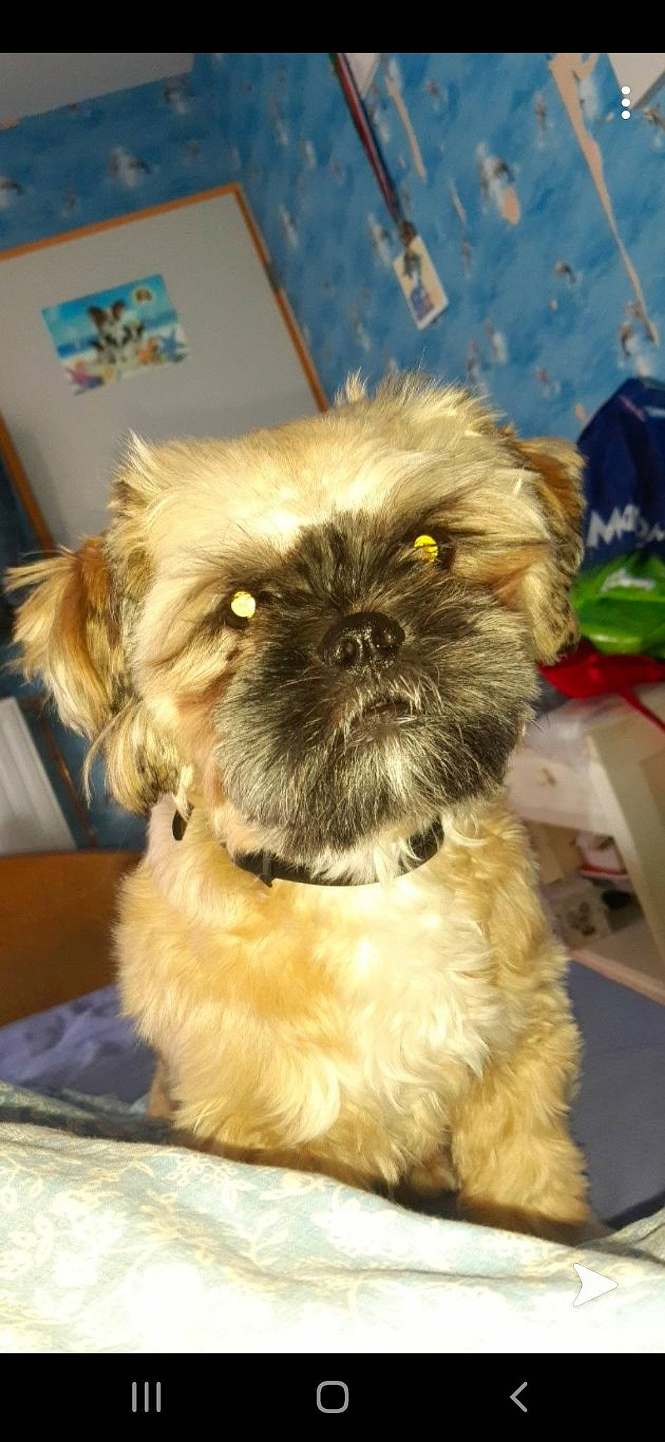 Presko participe au concours pour gagner de l'argent avec cette photo : affenpinscher, bolonka, canidae, carnivore, chinese_imperial_dog, companion_dog, dog, dog_breed, griffon_bruxellois, liver, maltepoo, mammal, pekapoo, poodle_crossbreed, puppy, shih_tzu, snout, sporting_group, toy_dog, vertebrate