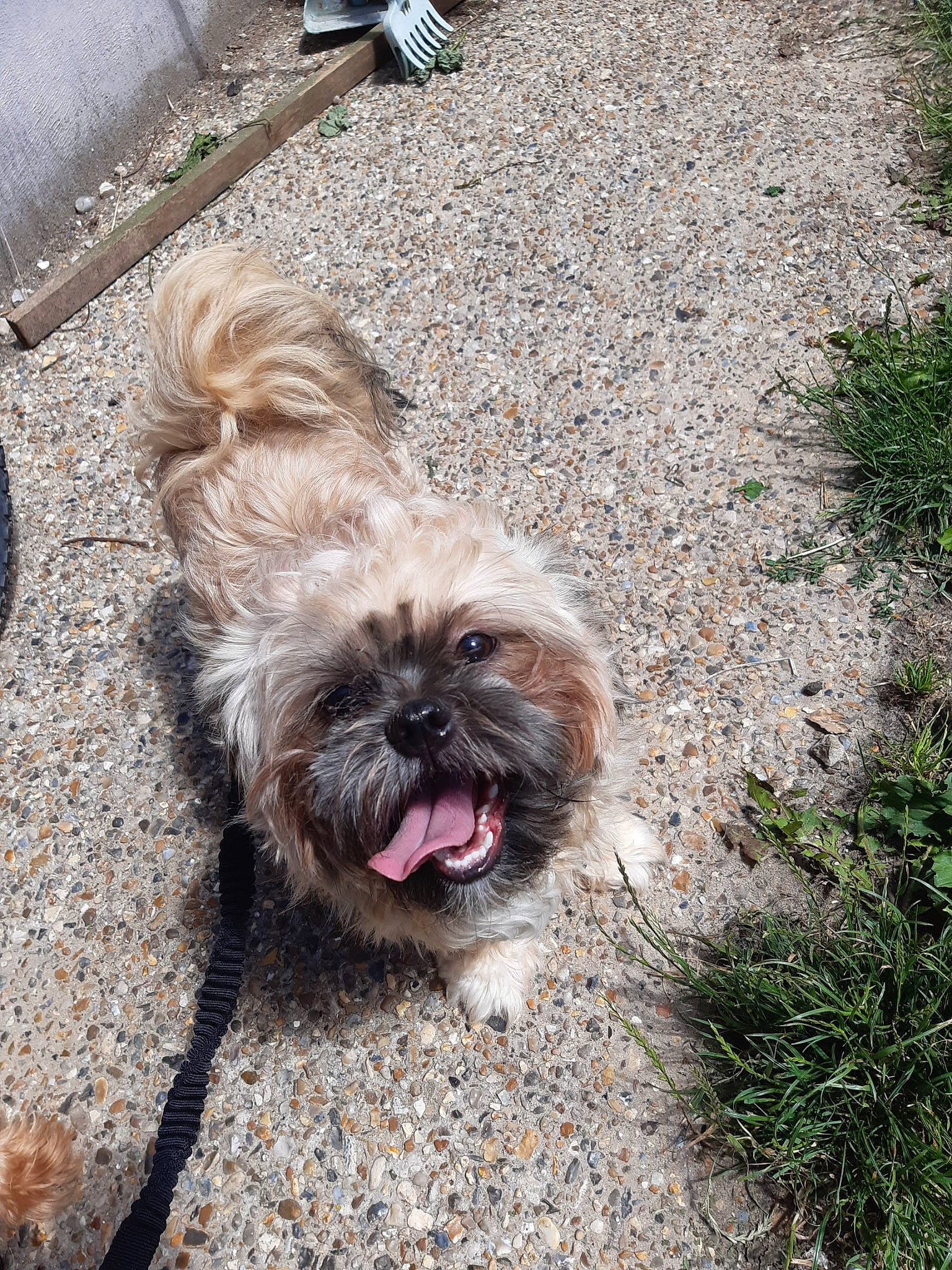 Presko participe au concours pour gagner de l'argent avec cette photo : affenpinscher, cairn_terrier, canidae, carnivore, catalan_sheepdog, chinese_imperial_dog, companion_dog, dog, dog_breed, glen_of_imaal_terrier, grass, griffon_bruxellois, lhasa_apso, mammal, pyrenean_shepherd, schnoodle, shih_tzu, sporting_group, terrier, toy_dog