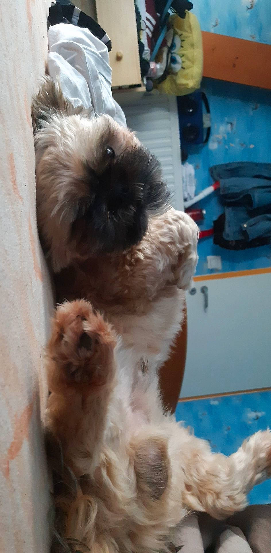 Presko a rejoint le concours — aidez-le/la à gagner de superbes lots ! bolonka, canidae, carnivore, chinese_imperial_dog, companion_dog, dog, dog_breed, fawn, irish_soft_coated_wheaten_terrier, lhasa_apso, liver, lowchen, mammal, non_sporting_group, puppy, schnoodle, shih_tzu, sporting_group, tibetan_terrier, toy_dog