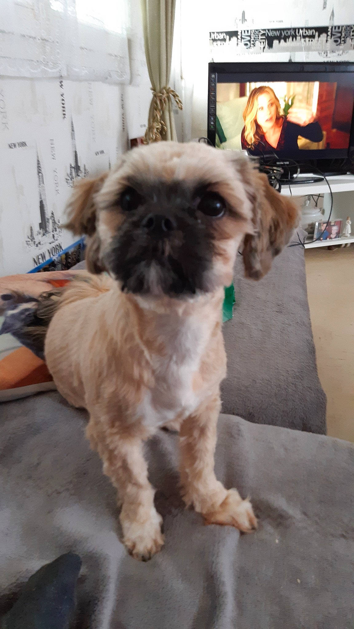 Presko a rejoint le concours — aidez-le/la à gagner de superbes lots ! bolonka, canidae, carnivore, chinese_imperial_dog, companion_dog, dog, dog_breed, lhasa_apso, maltepoo, mammal, morkie, pekapoo, poodle_crossbreed, puppy, schnoodle, shih_poo, shih_tzu, snout, sporting_lucas_terrier, vertebrate