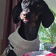 Milo a rejoint le concours — aidez-le/la à gagner de superbes lots ! animal, black_dog, close_up, companion, cozy, curtain, cute, cute_pet, dog, fur, home, indoors, looking_up, pet, plant, portrait, sunlight, sweater, tan_markings, tongue_out