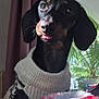animal, black_dog, close_up, companion, cozy, curtain, cute, cute_pet, dog, fur, home, indoors, looking_up, pet, plant, portrait, sunlight, sweater, tan_markings, tongue_out