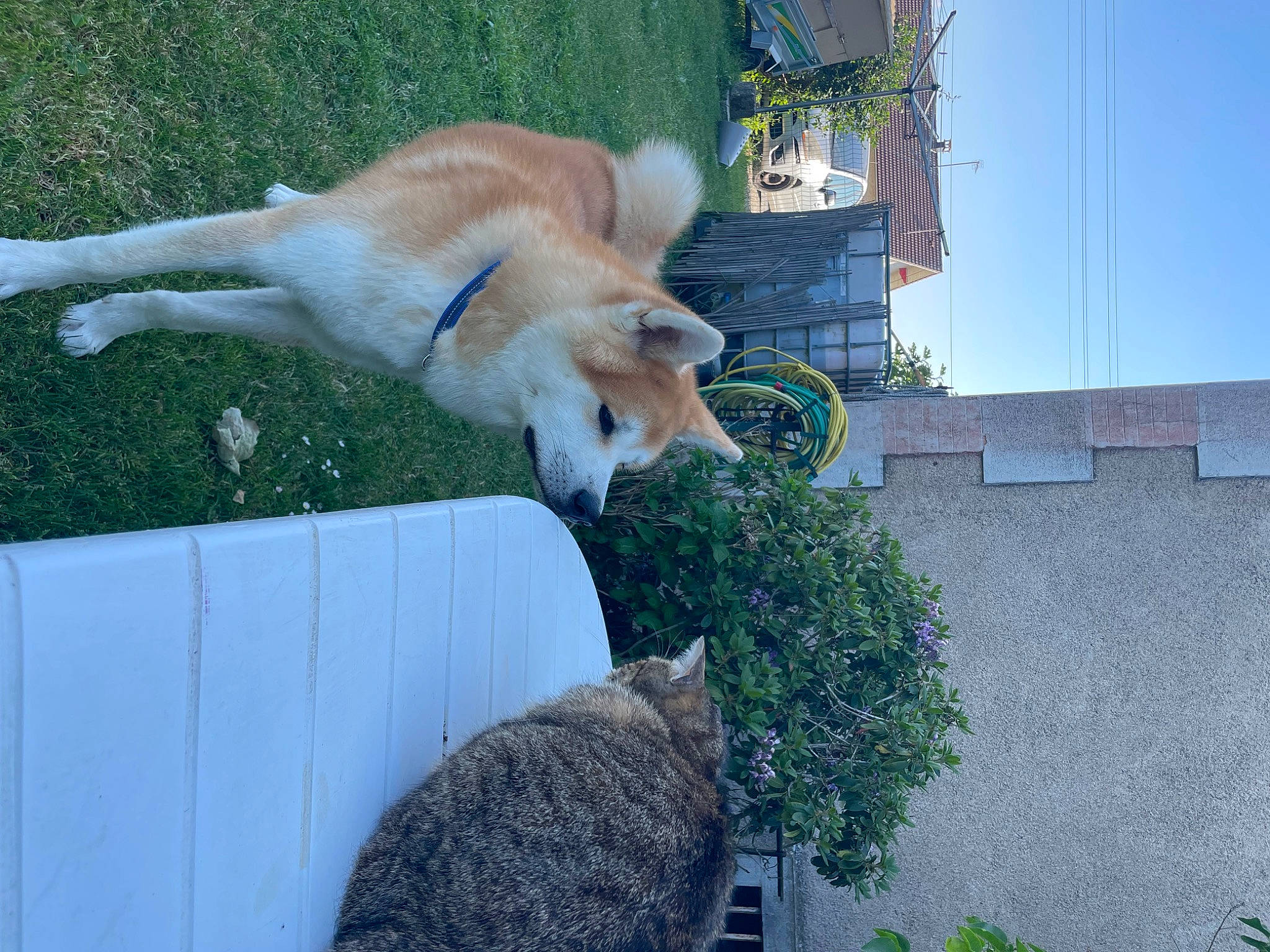 Thaï participe au concours pour gagner de l'argent avec cette photo : building, canis, cardigan_welsh_corgi, carnivore, cat, companion_dog, dingo, dog, dog_breed, fawn, felidae, fox, fur, grass, plant, sky, small_to_medium_sized_cats, spitz, street_dog, tail