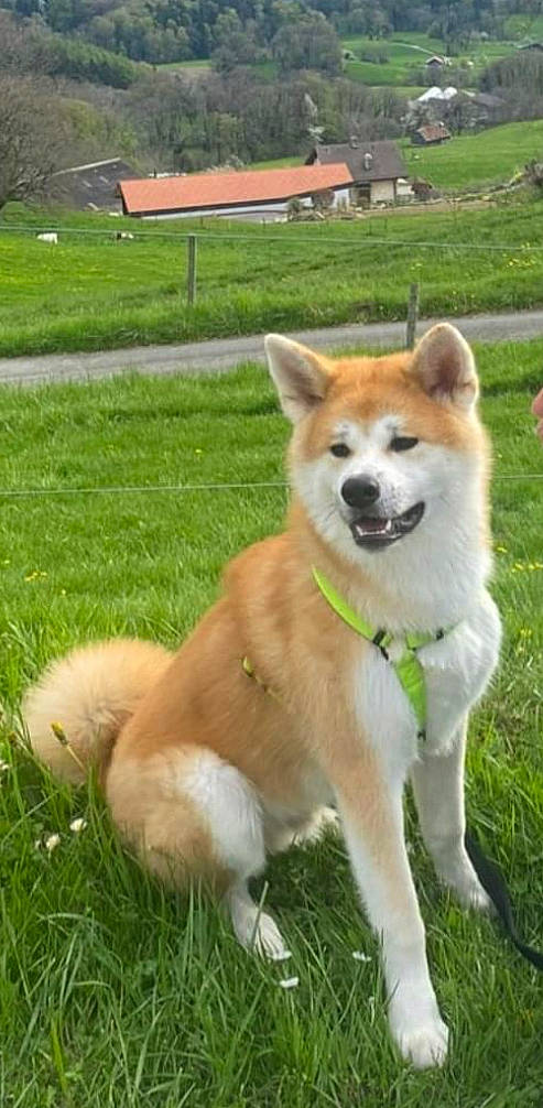 Thaï participe au concours pour gagner de l'argent avec cette photo : ancient_dog_breeds, canidae, carnivore, collar, companion_dog, dog, dog_breed, fawn, grass, non_sporting_group, plant, spitz, sporting_group, tail, working_animal, working_dog