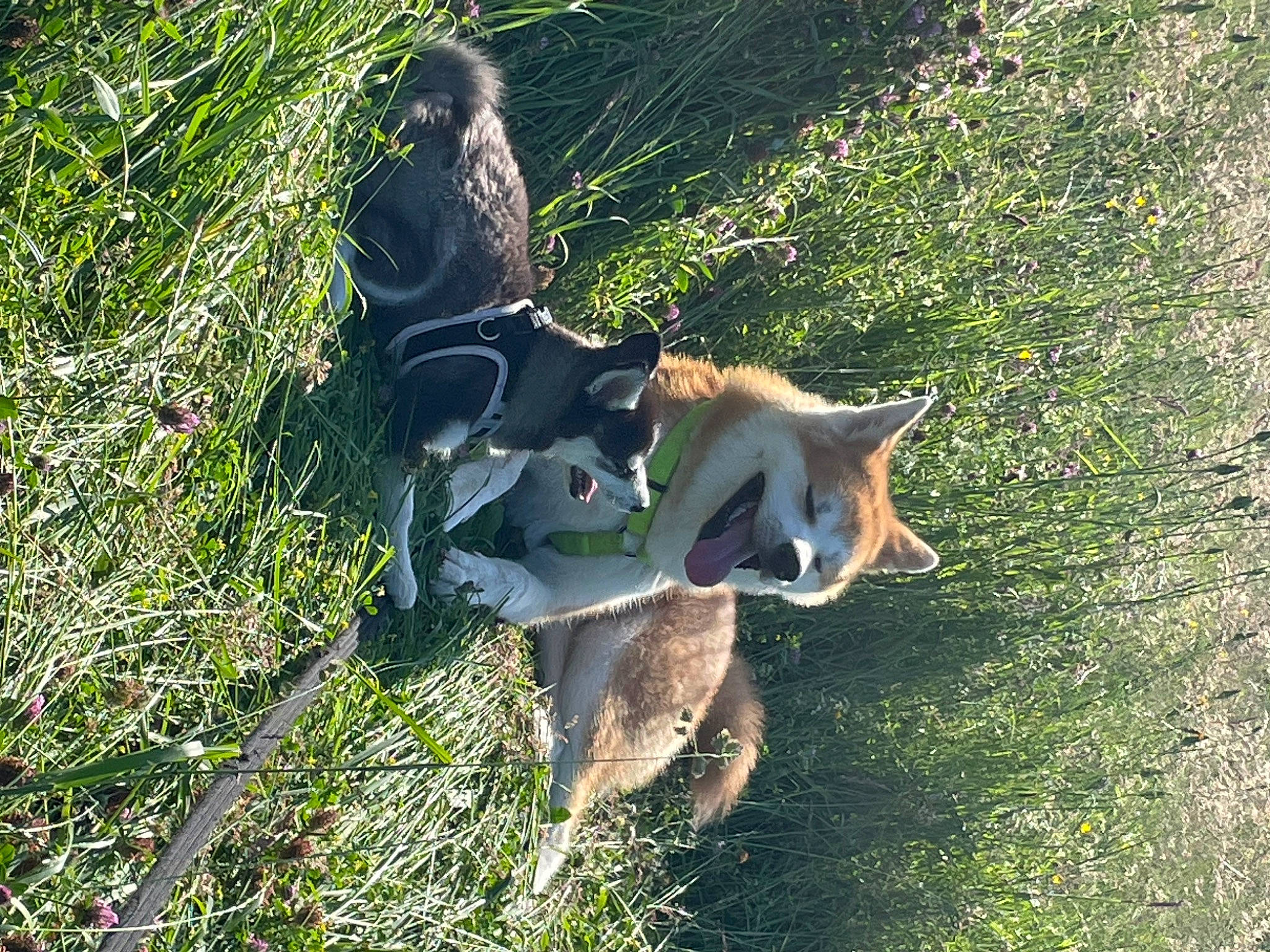 Thaï a rejoint le concours — aidez-le/la à gagner de superbes lots ! canidae, carnivore, companion_dog, dog, dog_breed, grass, groundcover, non_sporting_group, plant, sporting_group, tail, terrestrial_animal, working_animal, working_dog