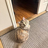 Zaralyn joined the competition — help win amazing prizes! carpet, cat, curious, domestic_cat, doorway, floor_transition, fluffy, hardwood_floor, home_interior, indoor, kitten, long_haired_cat, looking_up, pet, portrait, rug, sitting, tail, whiskers, yellow_eyes