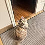 carpet, cat, curious, domestic_cat, doorway, floor_transition, fluffy, hardwood_floor, home_interior, indoor, kitten, long_haired_cat, looking_up, pet, portrait, rug, sitting, tail, whiskers, yellow_eyes