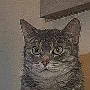 Nyla joined the competition — help win amazing prizes! cat, tabby, animal, pet, indoor, closeup, feline, whiskers, ears, eyes, fur, face, portrait, mammal, domestic, looking, sitting, gray, striped, cute