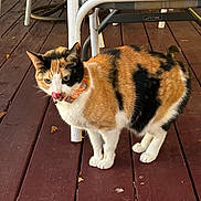 Kitty is registered to the contest to win money with this photo: animal, calico_cat, cat, chair, collar, curious, daylight, domestic_cat, four_legs, fur, furniture, licking, outdoor, pet, playful, standing, table, tongue_out, whiskers, wooden_deck