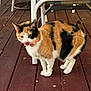 animal, calico_cat, cat, chair, collar, curious, daylight, domestic_cat, four_legs, fur, furniture, licking, outdoor, pet, playful, standing, table, tongue_out, whiskers, wooden_deck