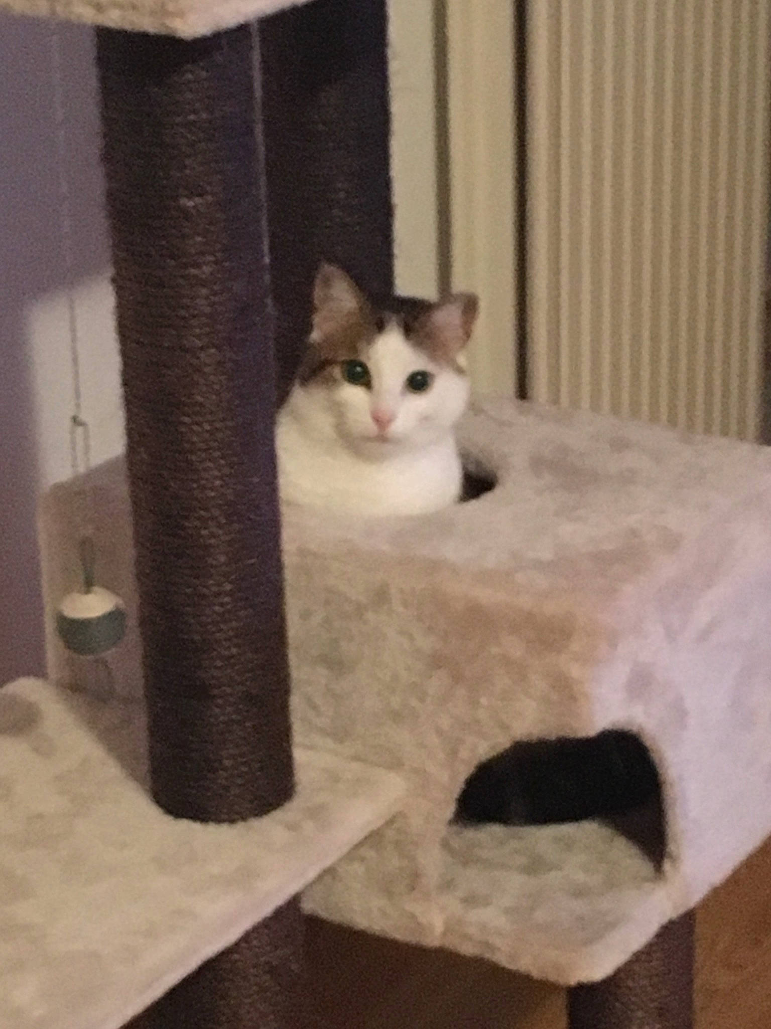 Daisy a rejoint le concours — aidez-le/la à gagner de superbes lots ! aegean_cat, carnivore, cat, cat_furniture, domestic_short_haired_cat, european_shorthair, fawn, felidae, kitten, small_to_medium_sized_cats, snowshoe, tail, turkish_van, whiskers