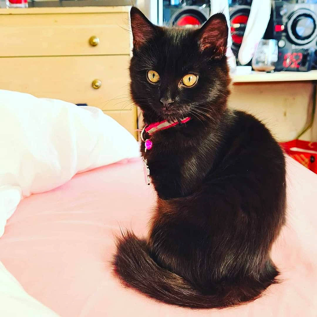 Munchkin is registered to the contest to win money with this photo: bed, black_cat, bombay, box, cabinetry, carnivore, cat, claw, comfort, domestic_short_haired_cat, felidae, fur, linens, paw, sitting, small_to_medium_sized_cats, snout, studio_monitor, tail, whiskers