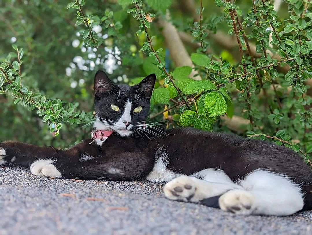 Jesse joined the competition — help win amazing prizes! black_cat, carnivore, cat, claw, domestic_short_haired_cat, felidae, fur, garden, grass, paw, plant, sitting, small_to_medium_sized_cats, snout, tail, terrestrial_animal, tree, twig, whiskers, wildlife