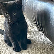 Dexter is registered to the contest to win money with this photo: black_kitten, cat, pet, animal, indoor, carpet, leather_couch, furniture, curious, green_eyes, young, small, cute, fur, whiskers, sitting, shadow, light, home, cozy
