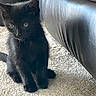 black_kitten, cat, pet, animal, indoor, carpet, leather_couch, furniture, curious, green_eyes, young, small, cute, fur, whiskers, sitting, shadow, light, home, cozy