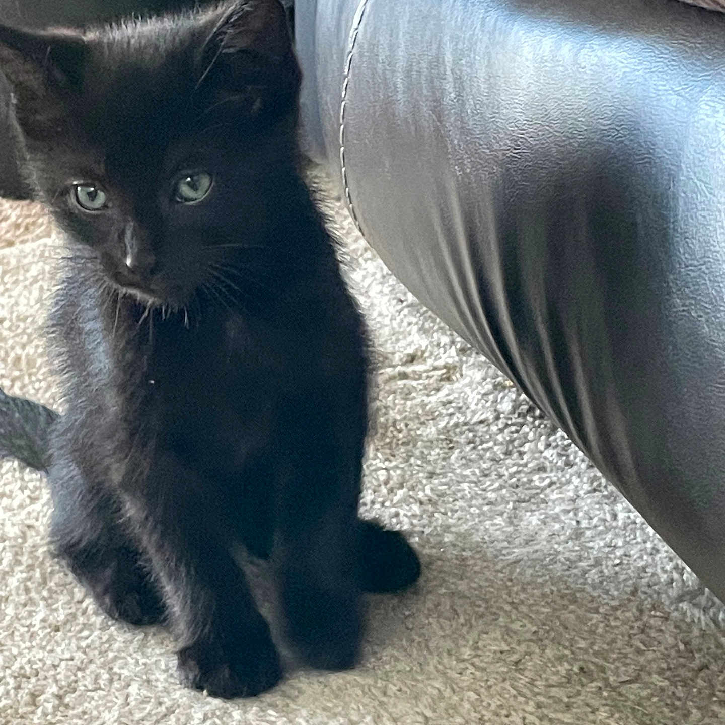 Dexter is registered to the contest to win money with this photo: black_kitten, cat, pet, animal, indoor, carpet, leather_couch, furniture, curious, green_eyes, young, small, cute, fur, whiskers, sitting, shadow, light, home, cozy
