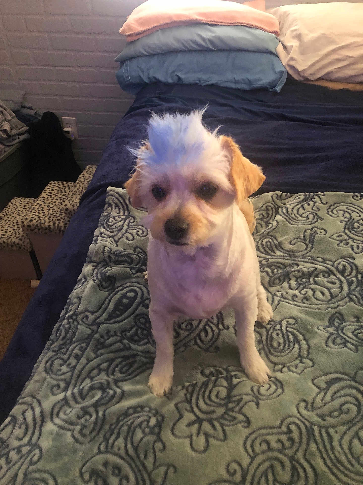 Rug Rat